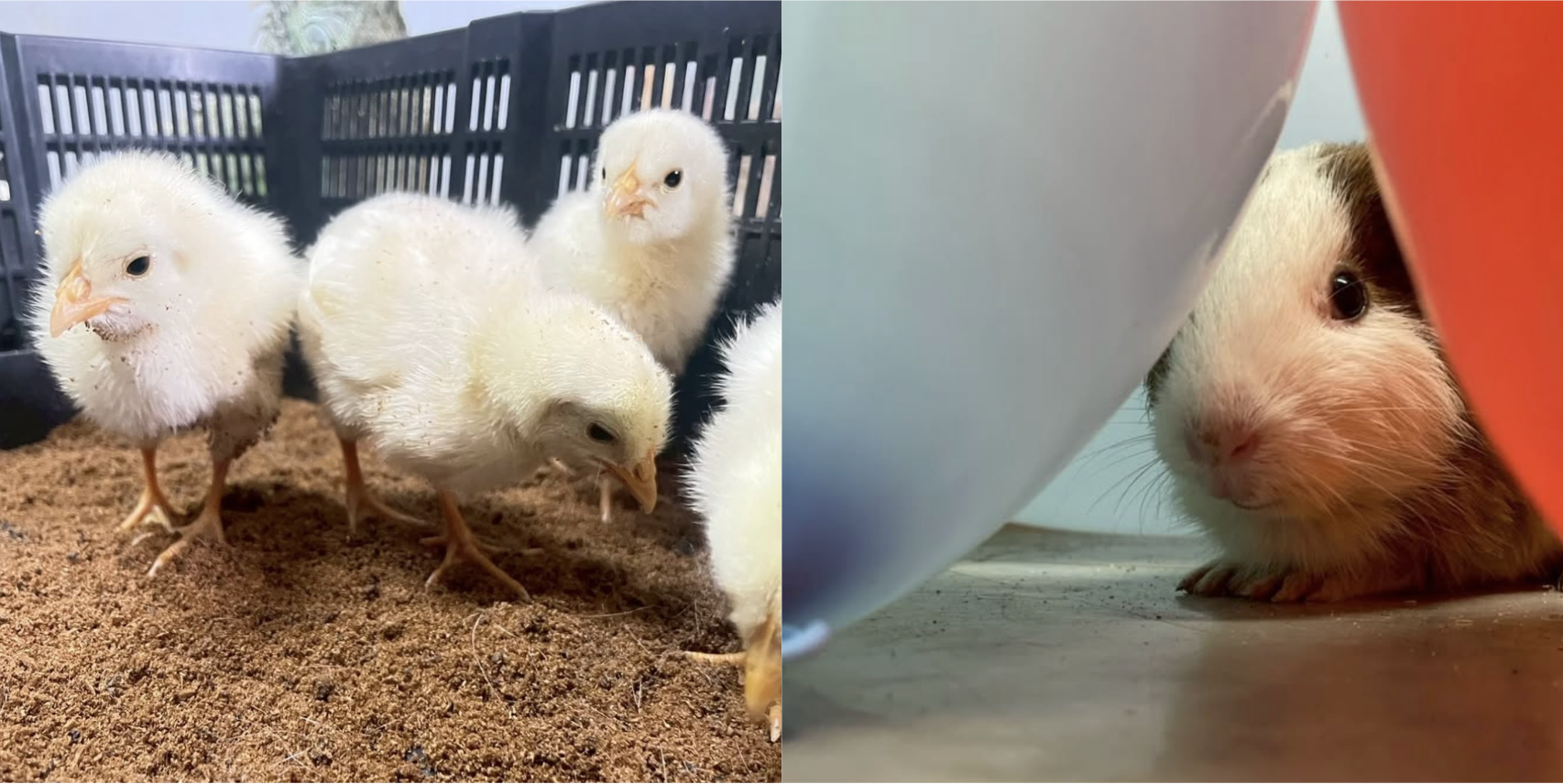 スクリーンショット 2025-12-05 18.44.16.png